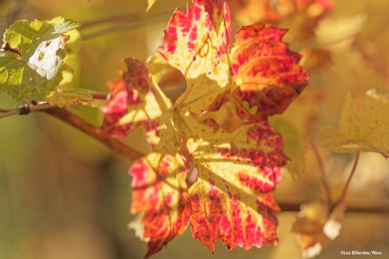 Feuille de vigne en automne Feuille de vigne en automne