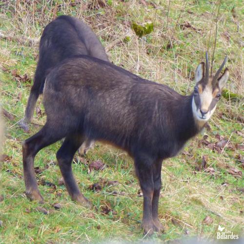 Jeune chamois