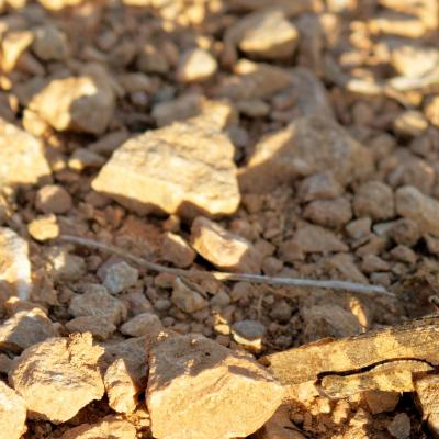 Mimétisme d'un criquet