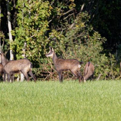 Horde de chamois dans la vallée