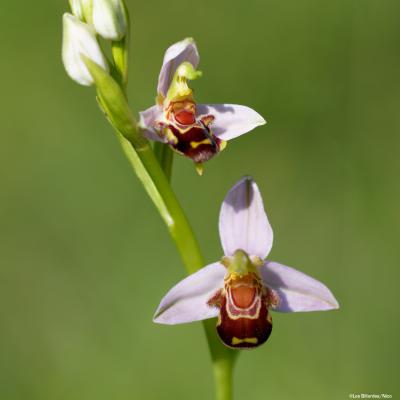 Ophrys abeille