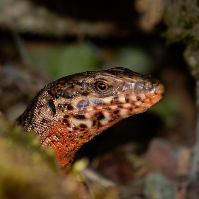 Un lézard des murailles