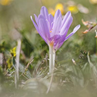 Colchique... dans les prés...