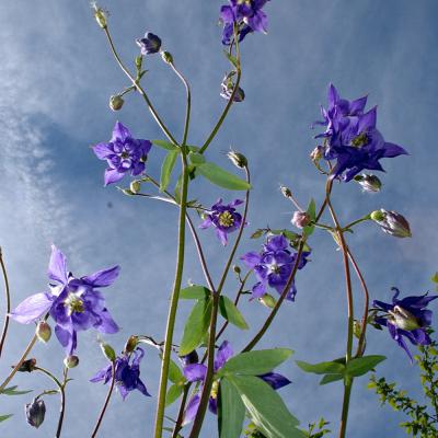Ancolies avant l'orage