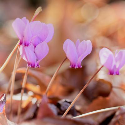 Cyclamen