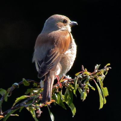 Pie-grièche écorcheur