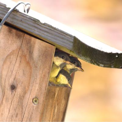 Oisillons au nichoir