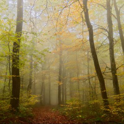 Ambiance d'automne en forêt