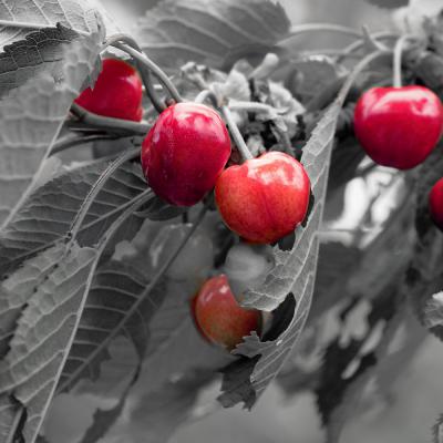 Cerises