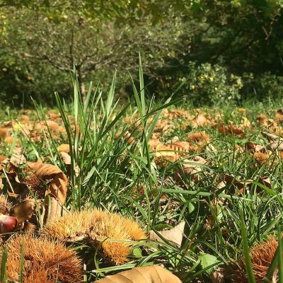 Tapis de châtaignes