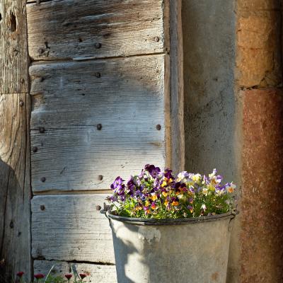 Des pensées dans un seau en zinc 