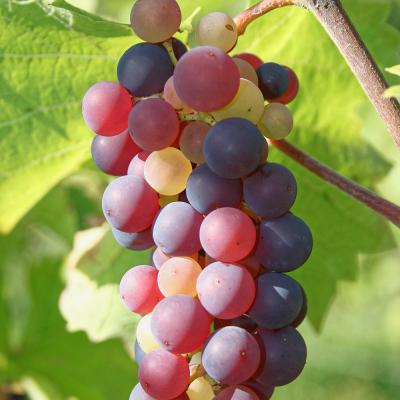 Variation de couleur 