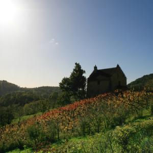 Gizia- Vignes sous le soleil