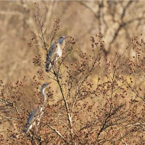 Hérons posés juste au dessus du gîte