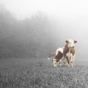 Vaches de race Montbéliarde dans la brume